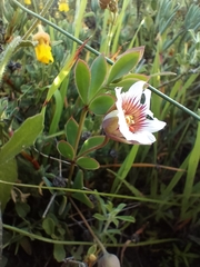 Roepera sessilifolia