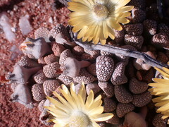Titanopsis primosii