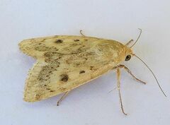 Heliocheilus paradoxus