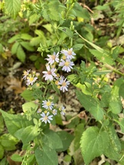 Symphyotrichum drummondii