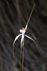 Caladenia longicauda