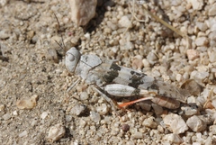 Trimerotropis californica