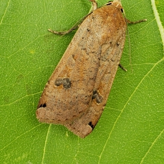 Abagrotis alternata