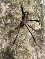 Trichonephila
