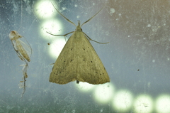 Macrochilo louisiana