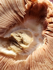 Volvopluteus gloiocephalus