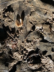 Sphaerium occidentale