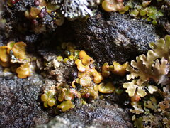 Psora