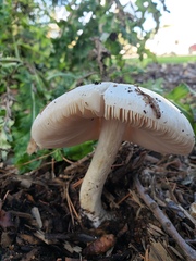 Volvopluteus gloiocephalus