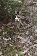 Caladenia longicauda