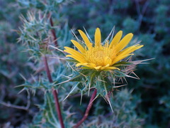Berkheya spinosissima namaensis
