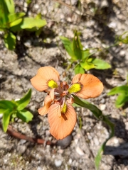 Moraea papilionacea