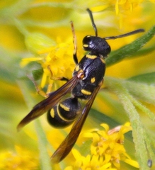 Parancistrocerus