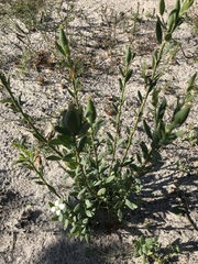 Montinia caryophyllacea