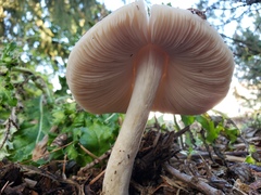 Volvopluteus gloiocephalus