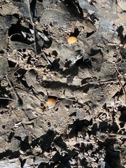 Sphaerium occidentale