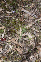 Caladenia longicauda
