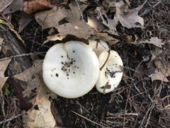 Lactarius pubescens