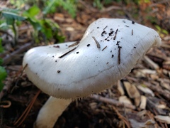 Volvopluteus gloiocephalus