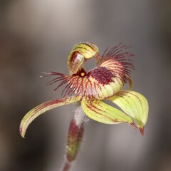 Caladenia discoidea