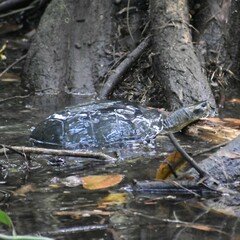 Melanochelys trijuga