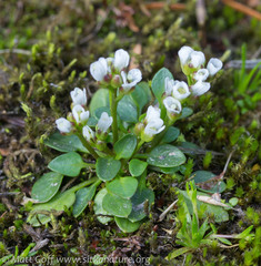 Cardamine bellidifolia