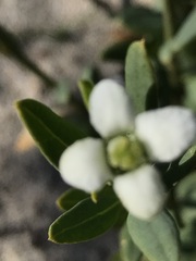 Montinia caryophyllacea