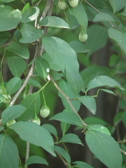 Styrax japonicus