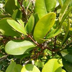 Xylocarpus granatum