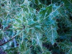 Berkheya spinosissima namaensis