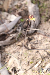 Caladenia discoidea