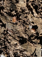 Sphaerium occidentale