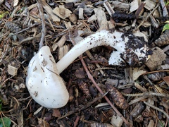 Volvopluteus gloiocephalus