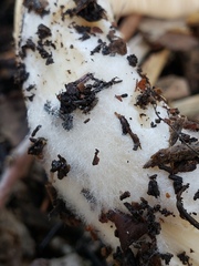 Volvopluteus gloiocephalus