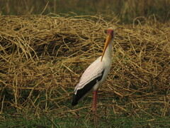 Mycteria ibis
