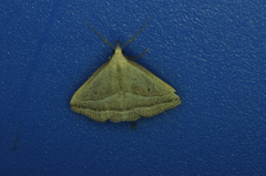 Macrochilo absorptalis