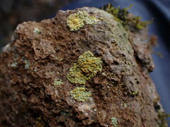 Xanthomendoza