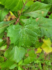 Phyllocnistis vitegenella