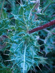 Berkheya spinosissima namaensis