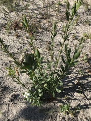 Montinia caryophyllacea