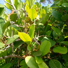 Xylocarpus granatum