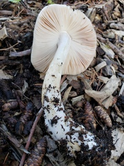 Volvopluteus gloiocephalus