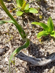 Moraea papilionacea