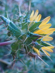 Berkheya spinosissima namaensis