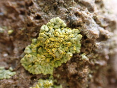 Xanthomendoza