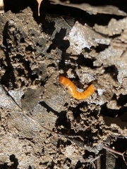 Tenebrio molitor