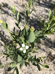 Montinia caryophyllacea