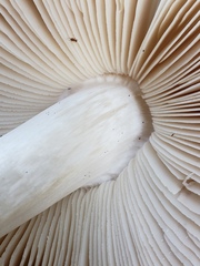 Volvopluteus gloiocephalus