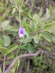 Lathyrus