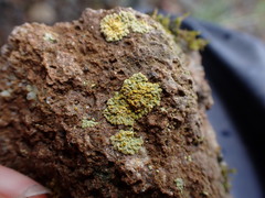 Xanthomendoza